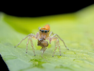 Jumping spider eat prey on the leaf seen from the front