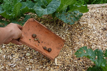 effective trap for snails in the vegetable garden. snail pest in the crops. snails in roof tiles.