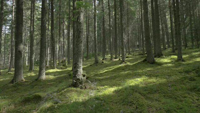 Smooth motion steadicam shot of a quiet and peaceful forest