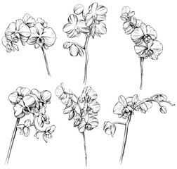 Orchid floral botanical flowers hand drawn set. Black and white engraved ink art. Isolated orchid illustration element on white background collection.