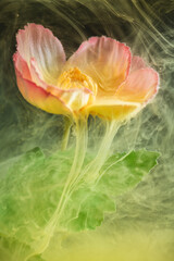 beautiful flower with pink petals in clouds of yellow smoke on black background, photo underwater, clouds of paint in water, aquarium, spring concept, creativity, art