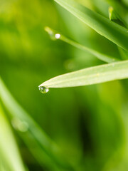 raindrops on fresh green leaves on a black background. Macro shot of water droplets on leaves.