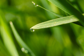 Obraz premium raindrops on fresh green leaves on a black background. Macro shot of water droplets on leaves.
