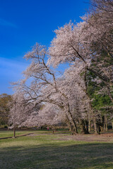 桜,ソメイヨシノ,花,満開,桜の花,花びら,ピンク,大木,木,樹木,桜の木,桜の巨木,花見,
砧公園,公園,東京都立砧公園,都立公園,桜広場,広場,
春,4月,朝,日本,関東地方,世田谷,東京,東京都,世田谷区,砧町,
風景,晴れ,青空,快晴,空,自然,屋外,きれい,美しい,鮮やか,光,日射し,
さくら,桃色,巨木,桜の大木,お花見,東京都立公園,広々,枝,樹木,