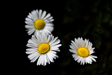 daisy flowers in a garden in Madrid © josevgluis