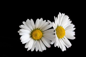 daisy flowers in a garden in Madrid © josevgluis