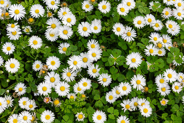 daisy flowers in a garden in Madrid