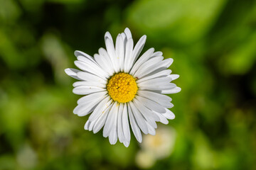 Obraz premium daisy flowers in a garden in Madrid