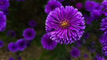 purple color flowers in the flower garden south korea