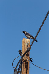 Crows sitting on a wooden post with a blue sky in the background