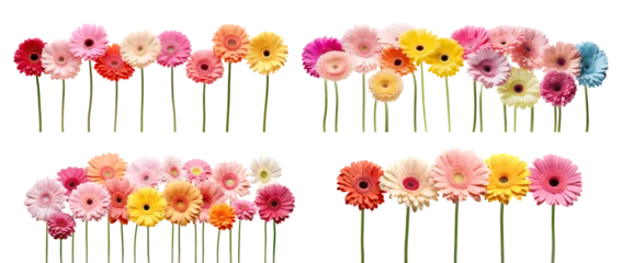 Fotobehang Colorful set of gerbera daises, cut out © Yeti Studio