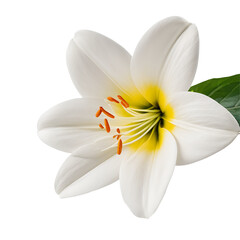 A Lily flower on a transparent background PNG file