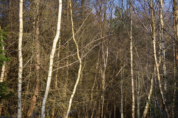 View of Birch Forest in Spring on Sunny Day