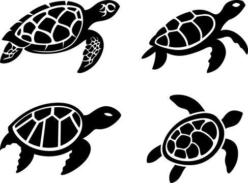 turtle illustration