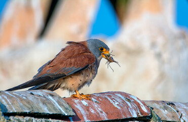Lesser kestrel with an insect in its beak.