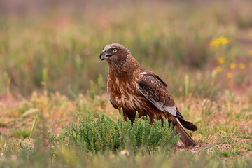 Male western marsh harrier, Circus aeruginosus