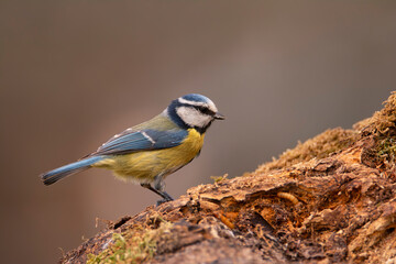 Obraz premium Blue tit perched on a tree trunk.