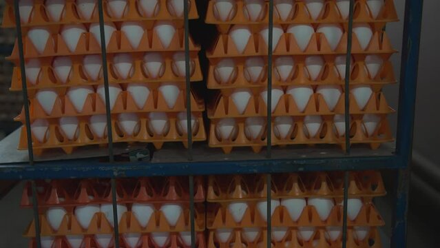 Lots of cardboard trays filled with fresh white chicken eggs in the stack. Piles of orange tray holders for white bird eggs. Collecting the white eggs into the trays at the farming facility.