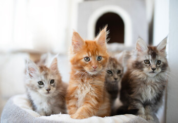 Group of 6 Cute Maine Coon kittens lying in grey warm blanket on the bed, two month old