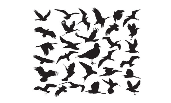 see gull SVG,, Silhouette, Cut File, cutting files, printable design, Clipart,