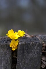vibrant yellow flowers bloom amidst the rugged texture of an old, weathered wooden stump. concepts:...