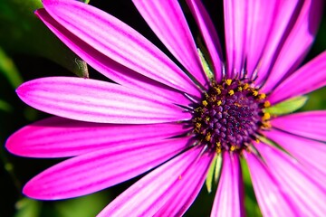 close up of a pink daisy