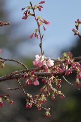 日本の桜、ソメイヨシノ開花のはじまり