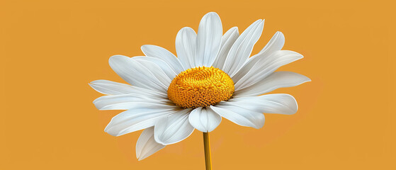 Vivid white daisy with a detailed yellow core isolated on a yellow backdrop.