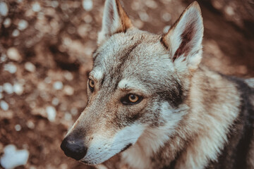 Fototapeta premium Portrait of a lone Czechoslovakian wolfdog in the middle of a mountain path with snow during winter