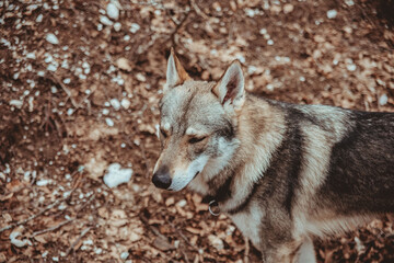 Portrait of a lone Czechoslovakian wolfdog in the middle of a mountain path with snow during winter