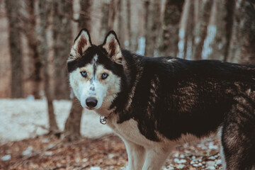 Portrait of a lone Czechoslovakian wolfdog in the middle of a mountain path with snow during winter