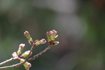 日本の桜、ソメイヨシノ開花のはじまり