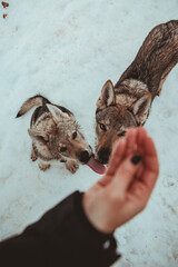 close up detail of a Czechoslovakian Wolfdog playing with his owner while in the snow in the mountains