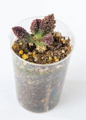 Adromischus marianae herrei plant succulent in pot. Green little flower on white background