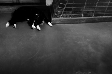 Border Collie lying quietly and peacefully in the house