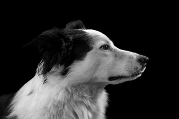 Black and White and Colour portrait photographs of a Border Collie