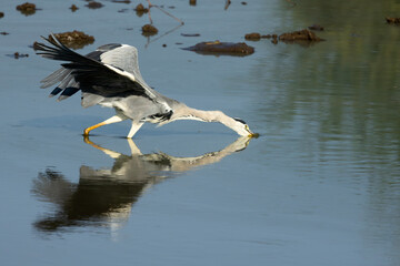 Grey Heron (Bloureier) (Ardea cinerea) fishing near the Levubu river in the Pafuri region of the in...