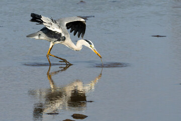Grey Heron (Bloureier) (Ardea cinerea) fishing near the Levubu river in the Pafuri region of the in Kruger National Park, Limpopo, South Africa