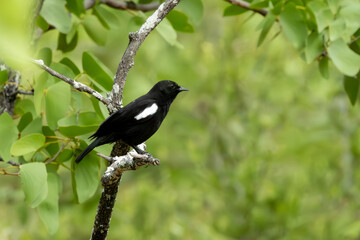 Arnot’s chat (Bontpiek) (Pentholaea arnoti) in Kruger National Park near Crook’s Corner,...