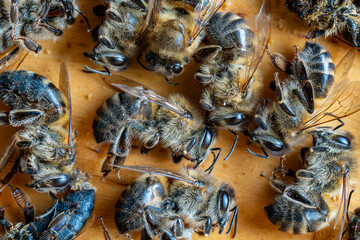 Many dead bees in the hive, closeup. Colony collapse disorder. Starvation, pesticide exposure, pests and disease - obrazy, fototapety, plakaty