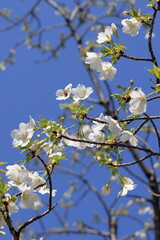 都心散策　桜追い