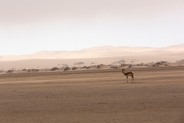 Gacela en el desierto Sudáfrica. - 771432073
