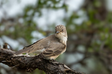 Spotted flycatcher (Europese vlieëvanger) (Muscicapa striata) near the Levubu River in Kruger National Park at Crook’s Corner, Pafuri, Limpopo, South Africa