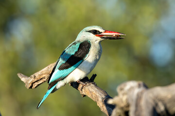 Woodland kingfisher (Bosveldvisvanger) (Halcyon senegalensis) near the Levubu River in Kruger...
