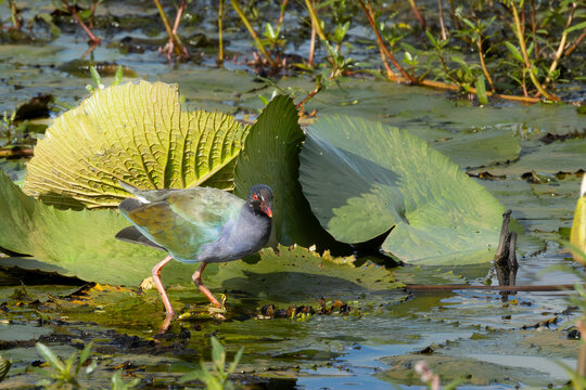 Allen&rsquo;s Gallinule (Kleinkoningriethaan) (Porphyrio alleni) seen in Nylsvley Nature Reserve, Limpopo, South Africa