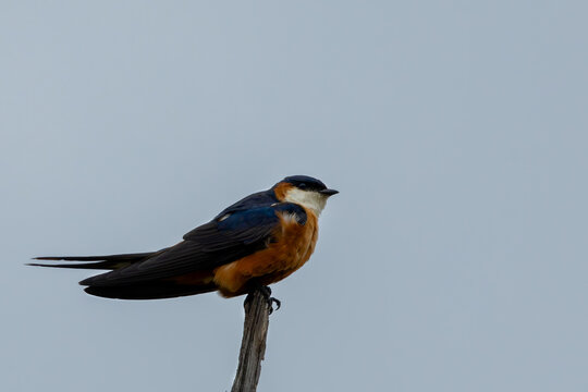 Mosque Swallow (Moskeeswael) (Cecropis senegalensis) near the Levubu River in Kruger National Park at Crook’s Corner, Pafuri, Limpopo, South Africa