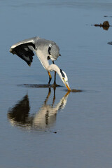 Grey Heron (Bloureier) (Ardea cinerea) fishing near the Levubu river in the Pafuri region of the in...