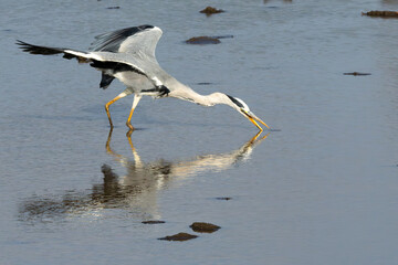 Grey Heron (Bloureier) (Ardea cinerea) fishing near the Levubu river in the Pafuri region of the in...