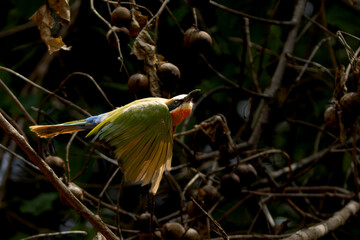 White-fronted bee-eater (Merops bullockoides)(Rooikeelbyvreter) in flight in Kruger National Park...