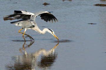 Grey Heron (Bloureier) (Ardea cinerea) fishing near the Levubu river in the Pafuri region of the in...
